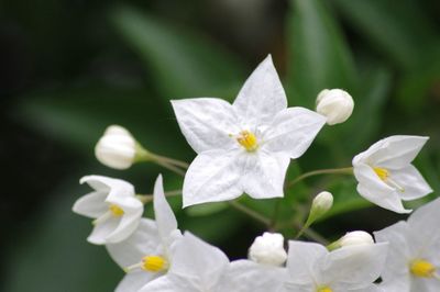 Close-up of white flower