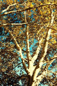 Low angle view of tree trunk