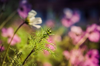 Close-up of pink flowering plant