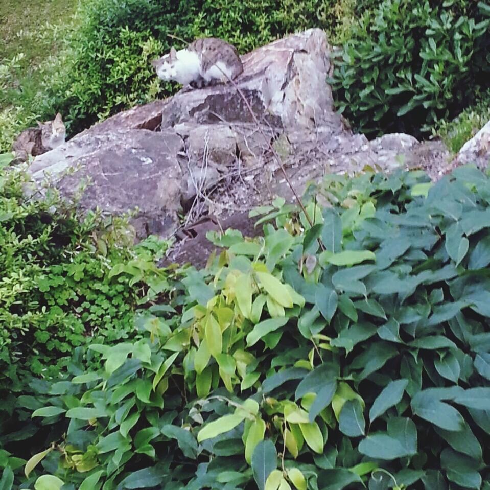 growth, plant, green color, leaf, nature, beauty in nature, high angle view, tranquility, freshness, growing, flower, rock - object, green, day, outdoors, lush foliage, no people, field, fragility, tranquil scene