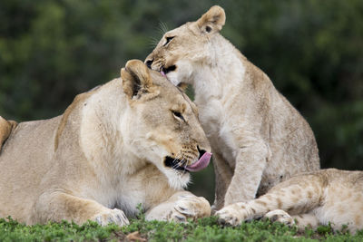 Lions relaxing on field