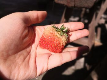 Close-up of hand holding strawberries