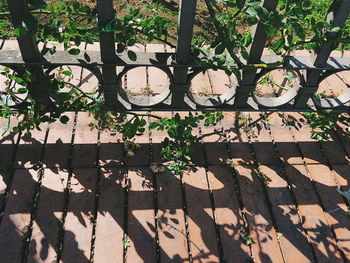 Shadow of clock hanging on tree