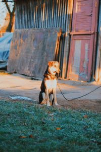 Dog looking away in city