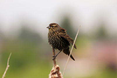 Close-up of bird perching on branch