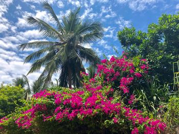 Pink flowering plants and trees against sky