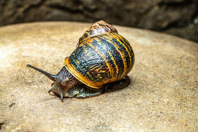 Close-up of shell on rock