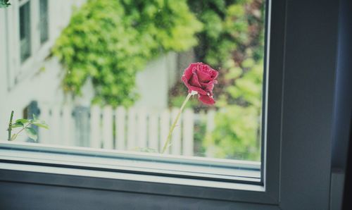 Close-up of red rose