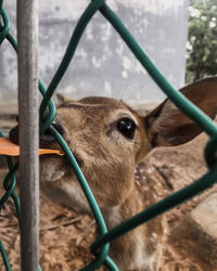 Close-up of a deer