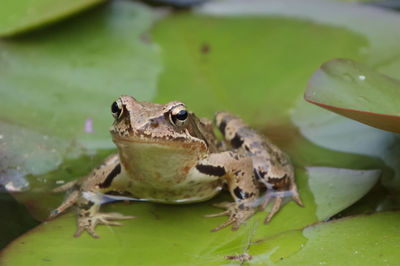 Close-up of frog on leaf