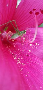 Close-up of pink flowering plant