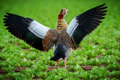 Birds flying over a field