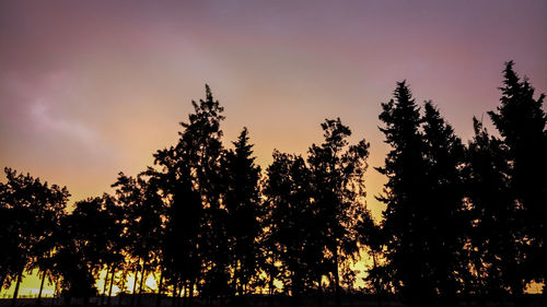 Low angle view of silhouette trees against sky during sunset