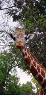 Low angle view of giraffe against trees