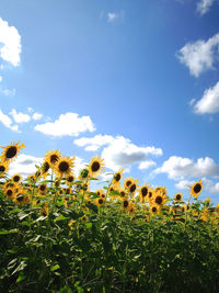 Scenic view of sunflower field against sky