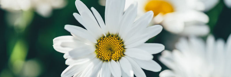 Beautiful white camomiles daisy flowers in garden or fields, banner size