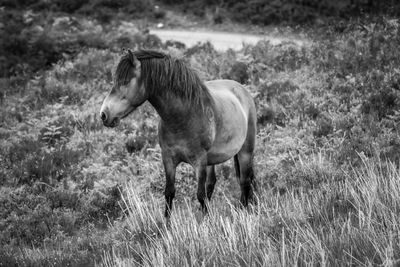 Pony standing in field on exmoor national park 