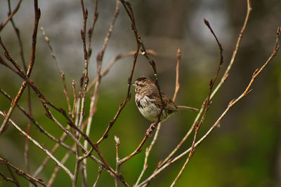 Close-up of bird perching on branch