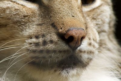 Close-up of cat