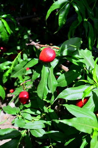 Close-up of red cherries on tree