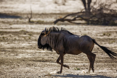 Blue wildebeest