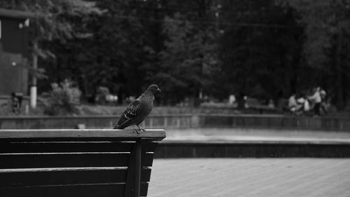 Side view of bird perching on seat