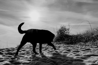 Dog standing on snow 