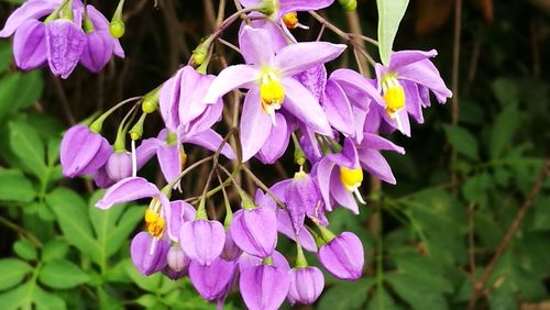 Close-up of purple flowering plants