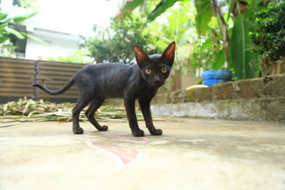 Portrait of black cat on footpath