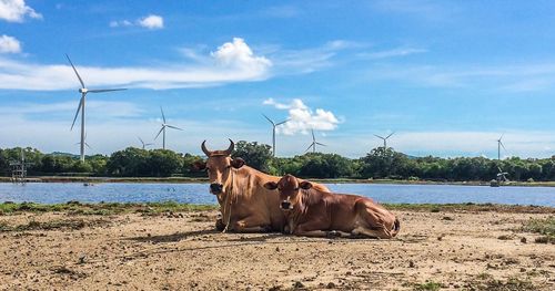 Cows on field against sky