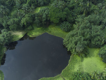 High angle view of trees in lake