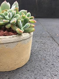 Close-up of cactus plant