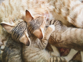 Close-up of cats sleeping