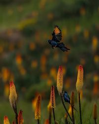 Hummingbird is in pollination process