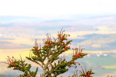 Close-up of flowering plant against cloudy sky