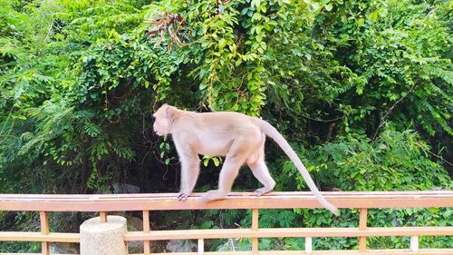 Dog standing on railing against trees