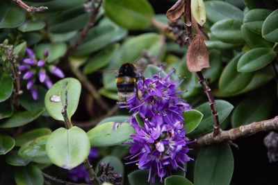 Close-up of bee pollinating on purple flower