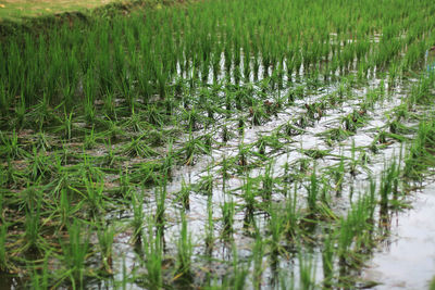 Plants growing on field