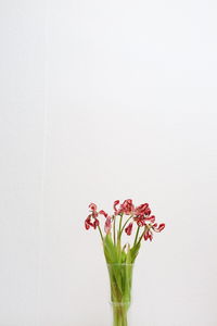 Close-up of flowers against white background