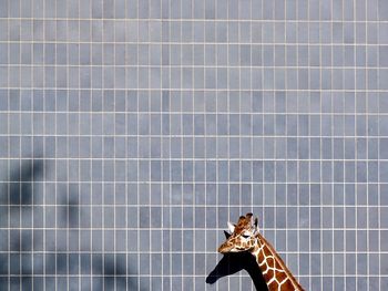 Giraffe against wall