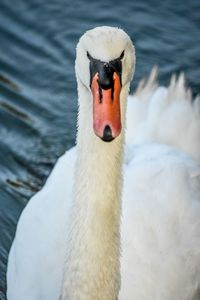 Close-up of swan in lake