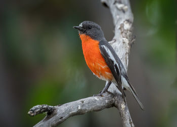 Close-up of bird perching on branch