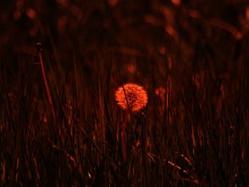 Close-up of red flower on field