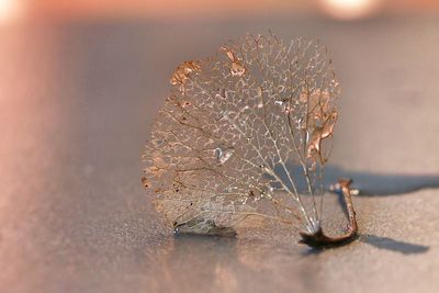 Close-up of starfish on table