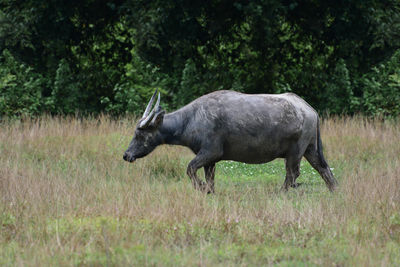 Side view of deer on field