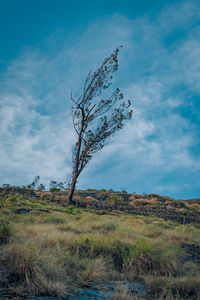 Bare tree on field against sky