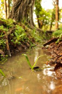 Close-up of leaves floating on water