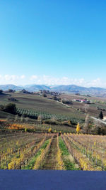 Scenic view of agricultural field against blue sky