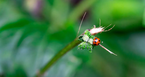 Close-up of insect on leaf