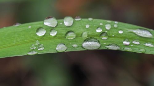 Closeup view of water drops on green leaves. beautiful raindrops.